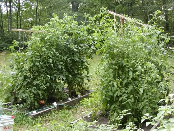 Late summer, back beds. photo 2shortbedsTall.jpg